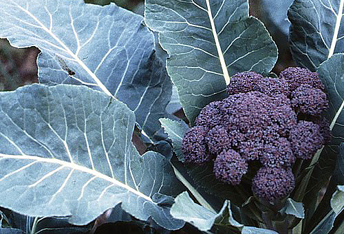 broccoli [thepoeticgardenfiles.wordpress.com] wc